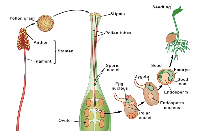  part of a flower's reproductive system that develops into a fruit after fertilisation